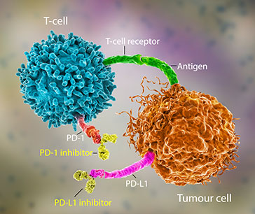 Visual representation of Immune Checkpoint Inhibitors