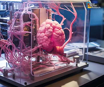 A model brain displayed in a glass case, showcasing intricate details and anatomical features